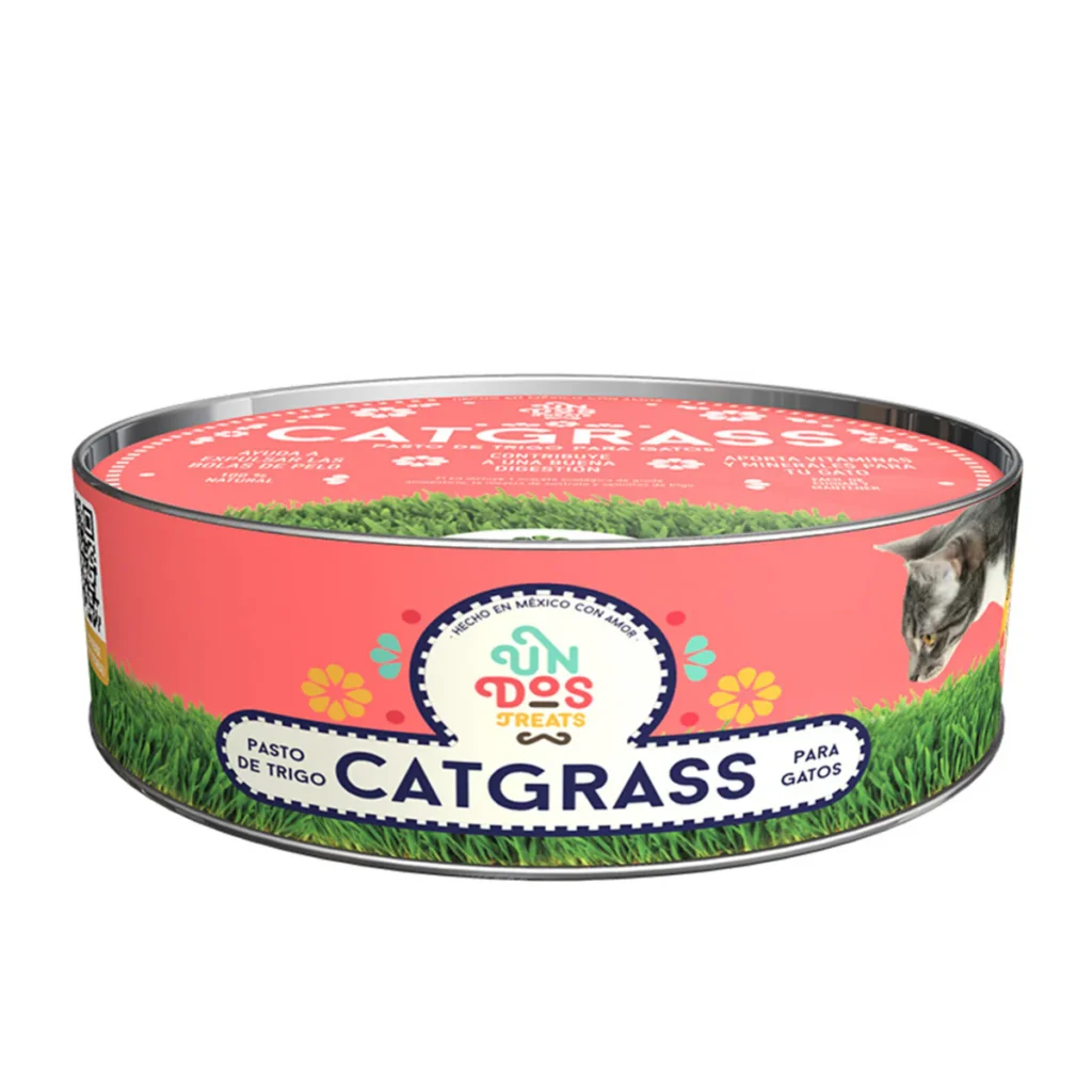 Cat grass de trigo, pasto para gato